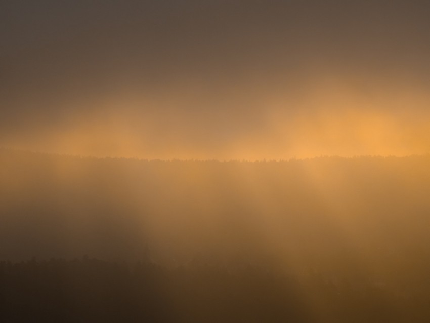 Forest Fog Gloom Sunlight Dark Background