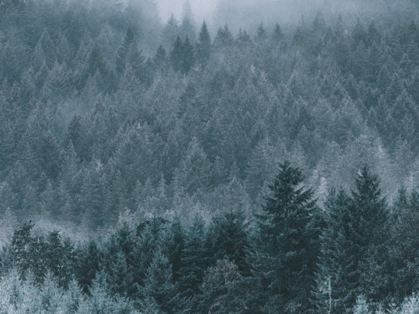 forest, fog, haze, trees, conifer