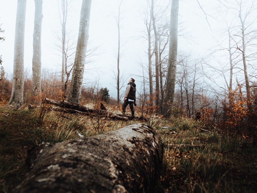 forest, fog, loneliness, lonely, solitude, trees