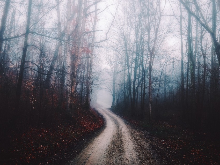 Forest Fog Path Trees Autumn Background