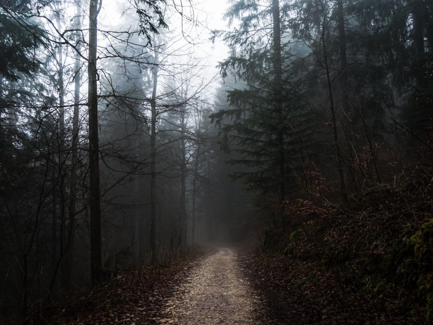 forest, fog, path, trees, walk, autumn