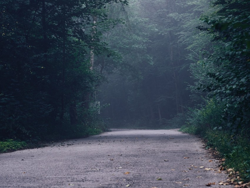 Forest Fog Road Turn Trees Background