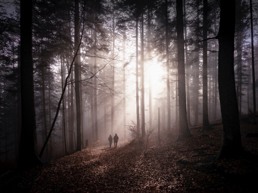 Forest Fog Silhouettes Walk Autumn Couple Background