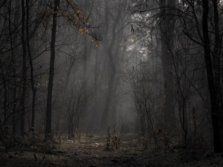 Forest Fog Trees Branches Autumn Background