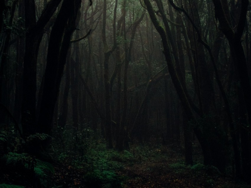 Forest Fog Trees Branches Autumn Dark Gloomy Background