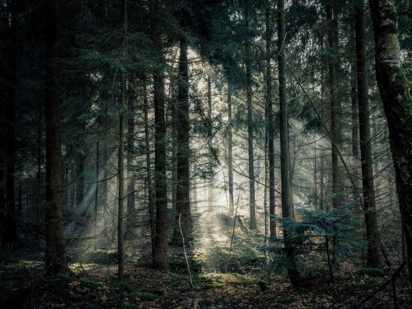 Forest Fog Trees Branches Light Background