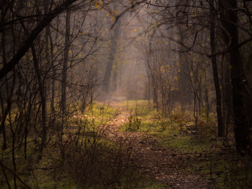 forest, fog, trees, branches, path