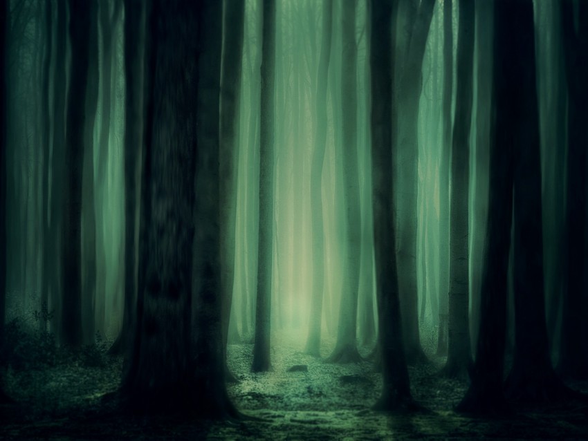 Forest Fog Trees Dark Gloomy Background