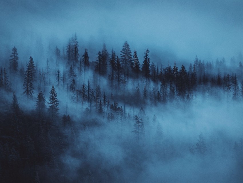 Forest Fog Trees Dawn Background