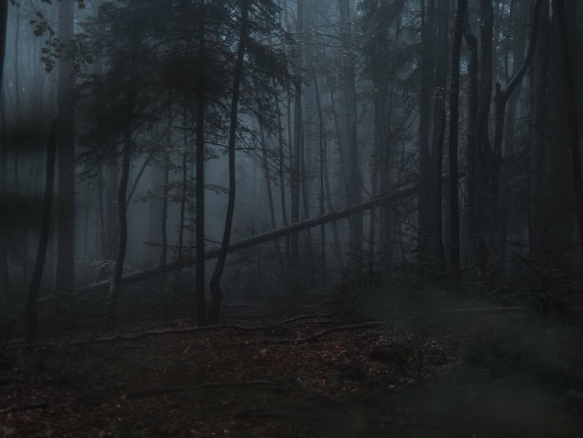 Forest Fog Trees Gloomy Dark Background