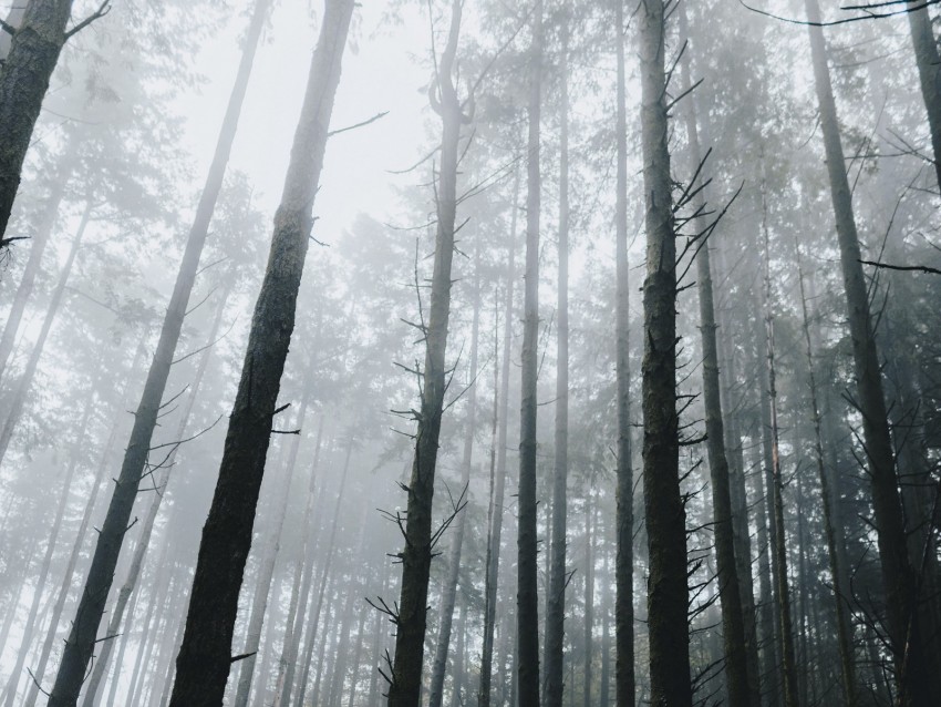 forest, fog, trees, grass, vegetation