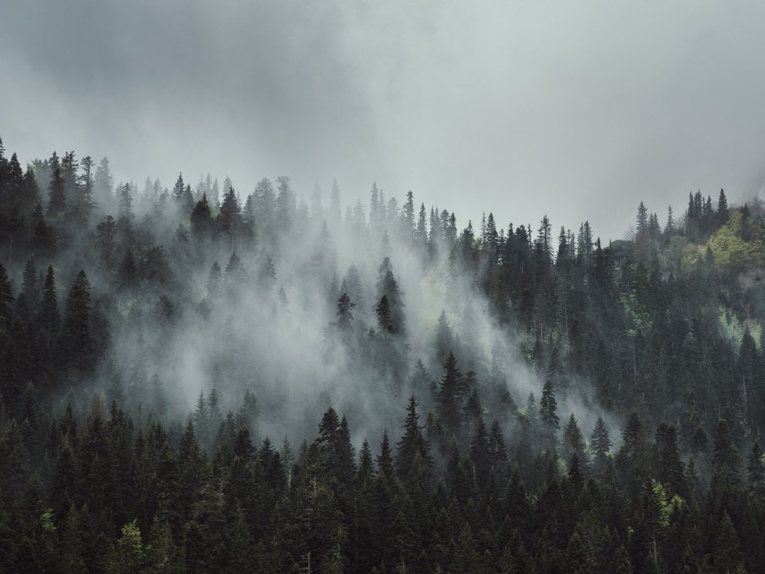 Forest Fog Trees Mountains Crowns Tops Background