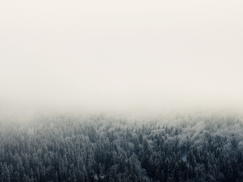 forest, fog, trees, sky