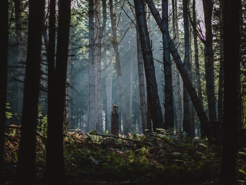 Forest Fog Trees Sunlight Dawn Background