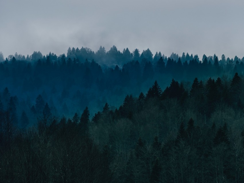 forest, fog, trees, top view, sky