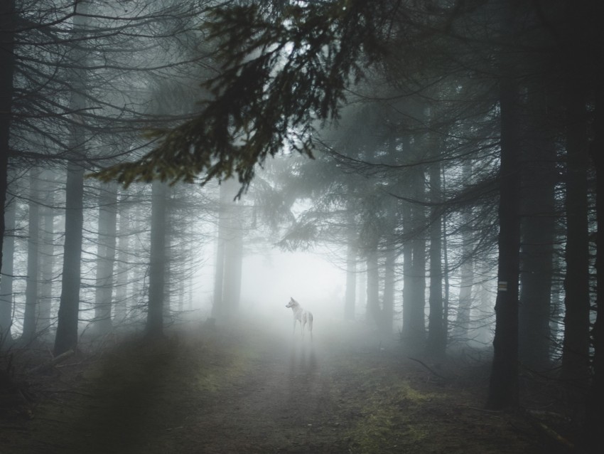 forest, fog, wolf, dog, trees, light