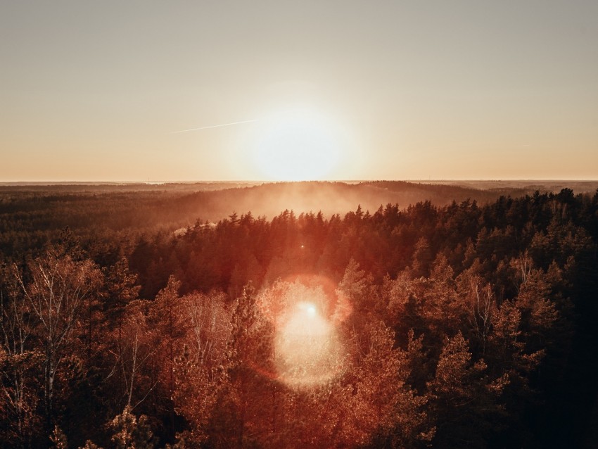 forest, horizon, sundawn, fog, sun, glare, aerial view