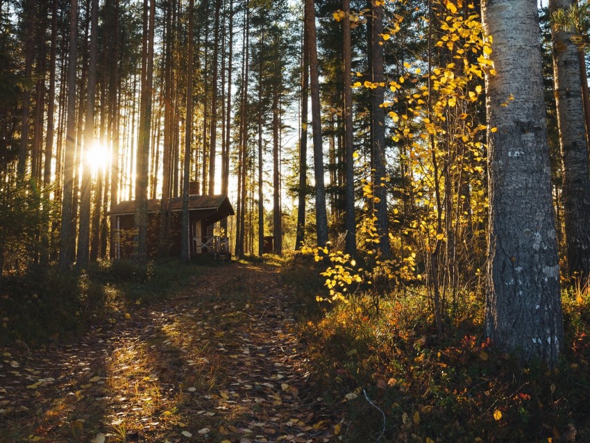 Forest House Loneliness Comfort Nature Trees Background