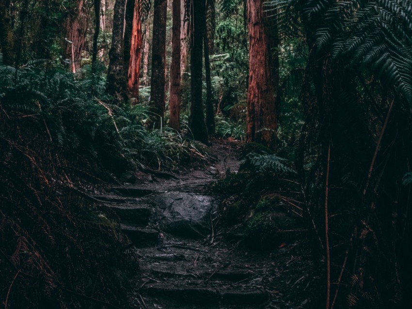 forest, jungle, path, trees, fern, tropics