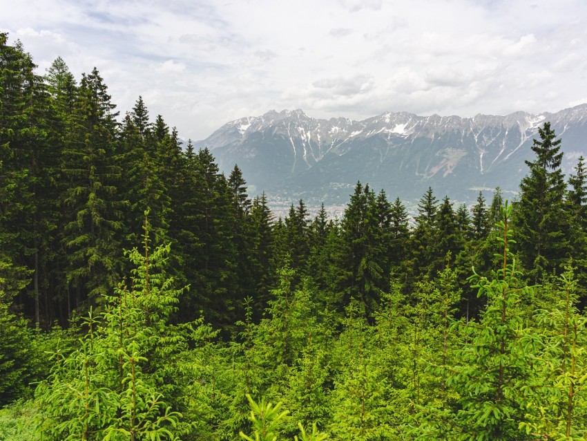 forest, mountains, landscape, trees, pines