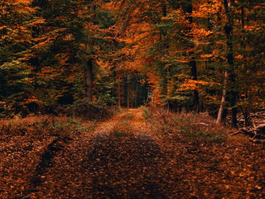 forest, path, autumn, foliage, fallen, trees, autumn landscape