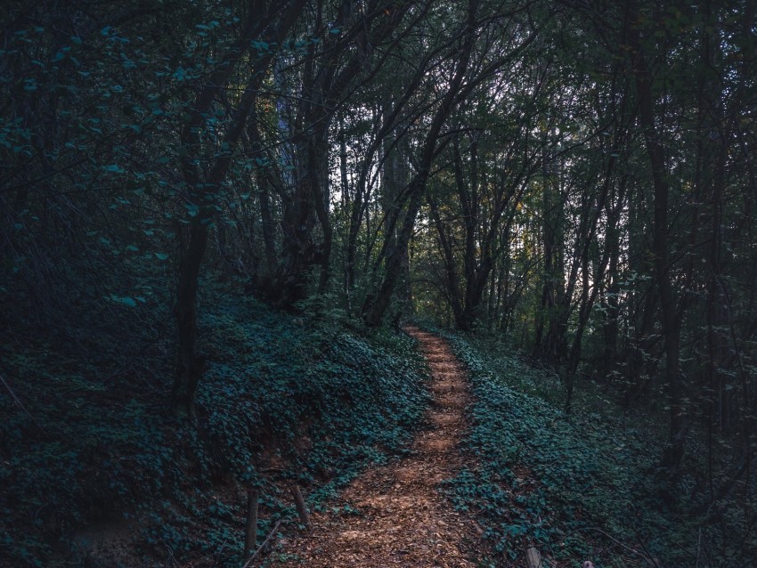 forest, path, autumn, trees, steps