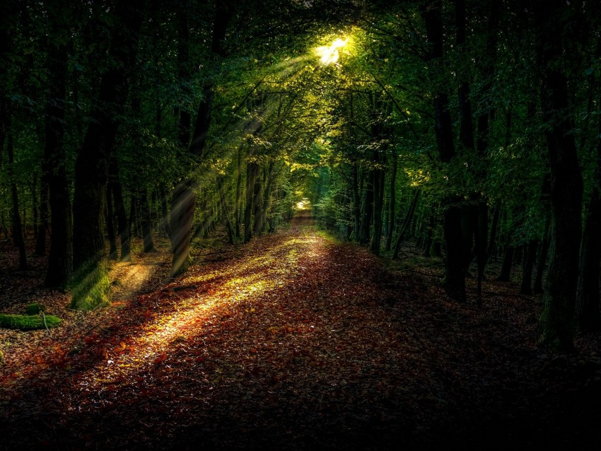 forest, path, autumn, trees, sunlight