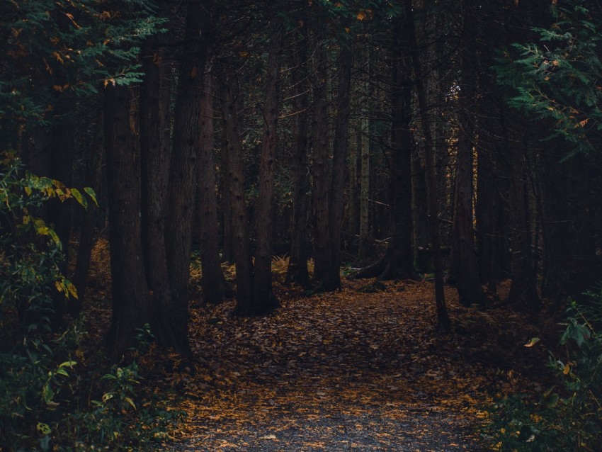 forest, path, autumn, trees, walk