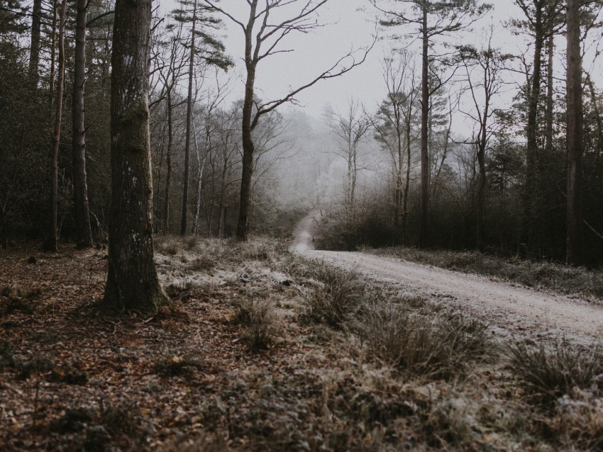 Forest Path Fog Trees Frost Autumn Background