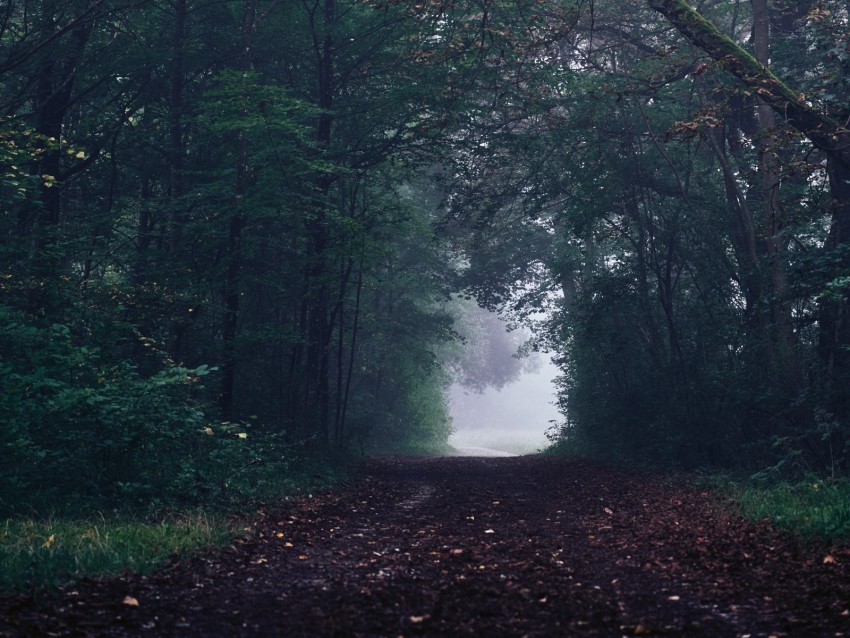 Forest Path Fog Trees Gloomy Background