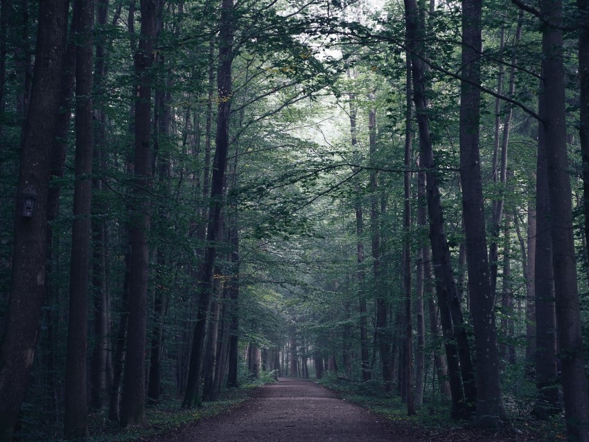 Forest Path Fog Trees Mist Background