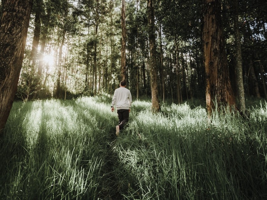 forest, path, man, grass, trees, sunlight