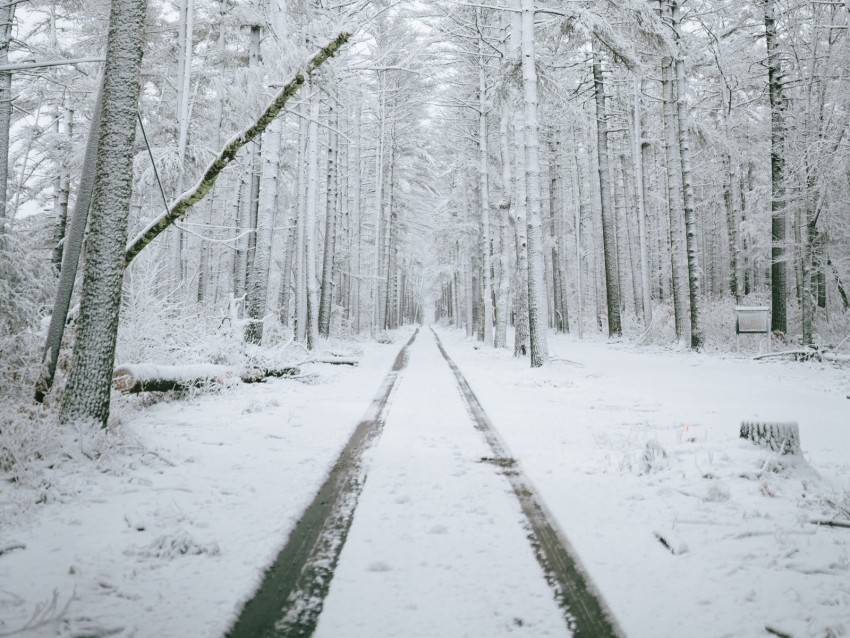 Forest Path Snow Trees Winter Background