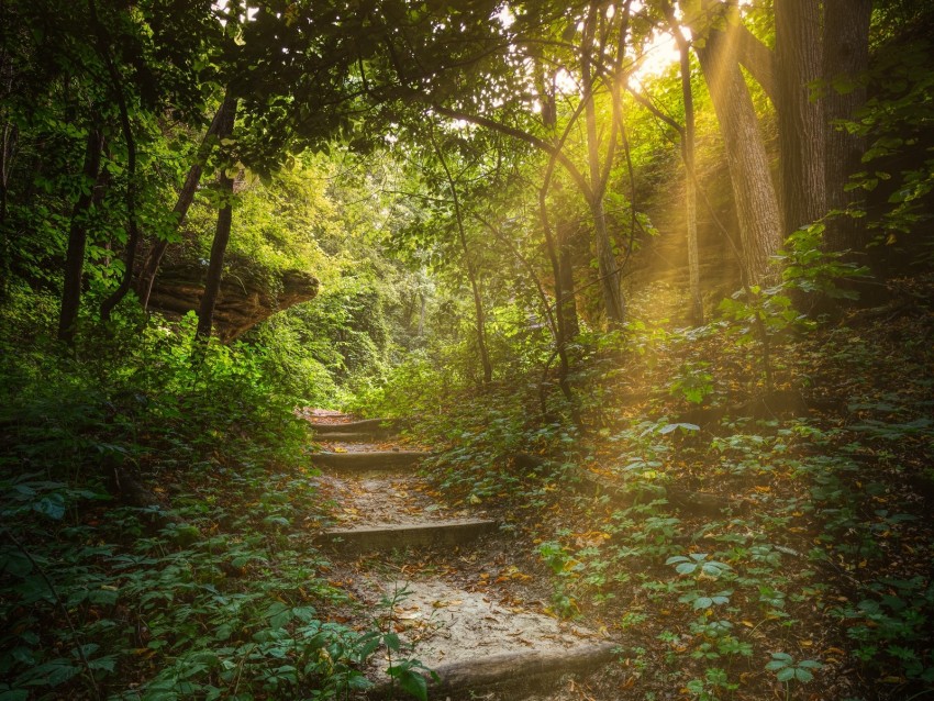 Forest Path Stairs Sunlight Trees Background