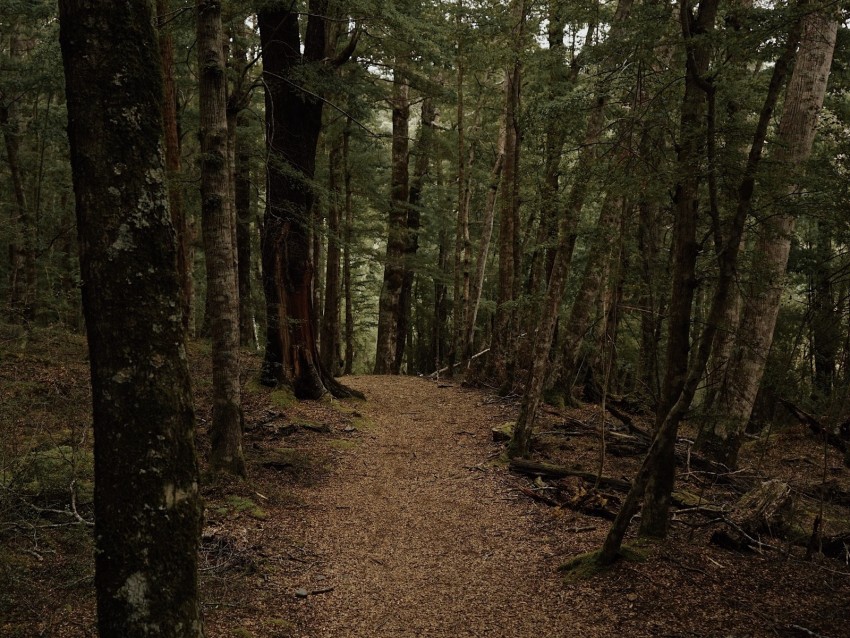 forest, path, trees, autumn, foliage