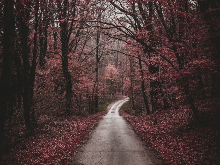 forest, path, trees, autumn, walk