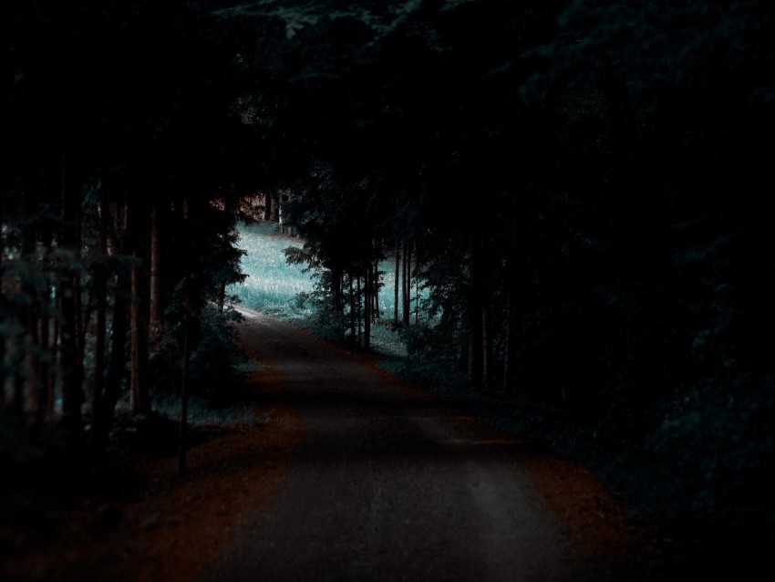 forest, path, trees, dark, shadow