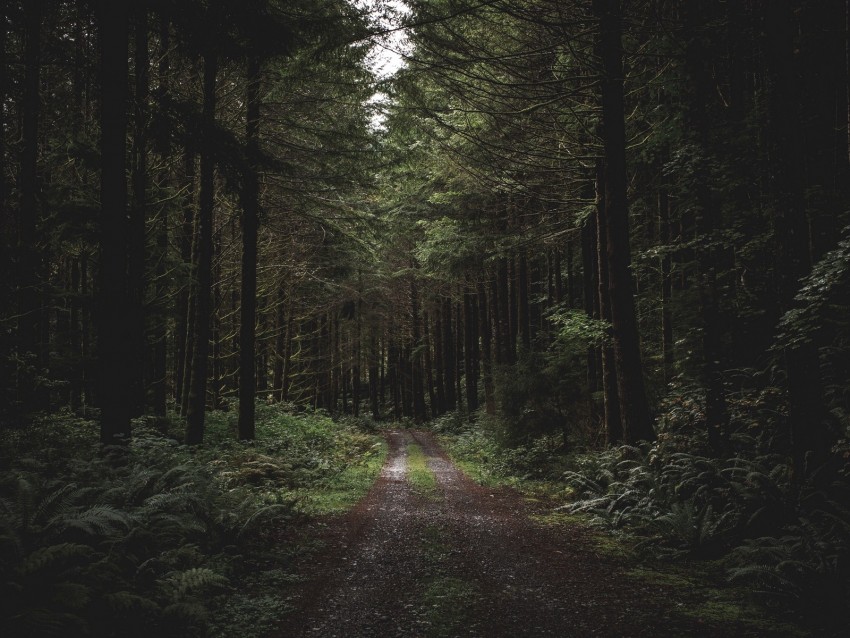 forest, path, trees, grass, evening