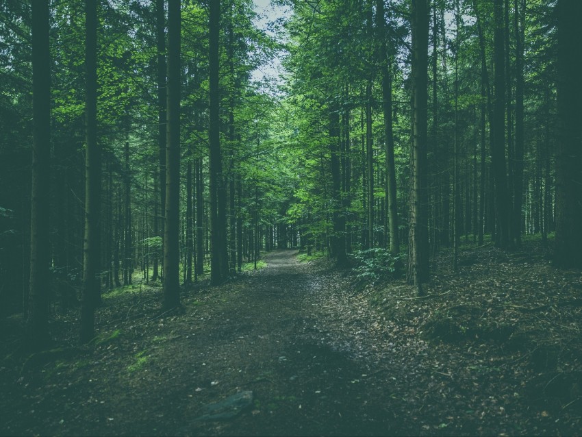 Forest Path Trees Pines Conifer Background