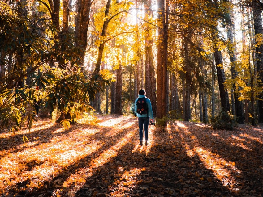 forest, person, trees, light, sunlight