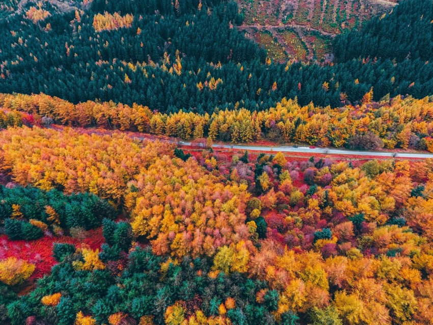 Forest Road Aerial View Trees Autumn Background