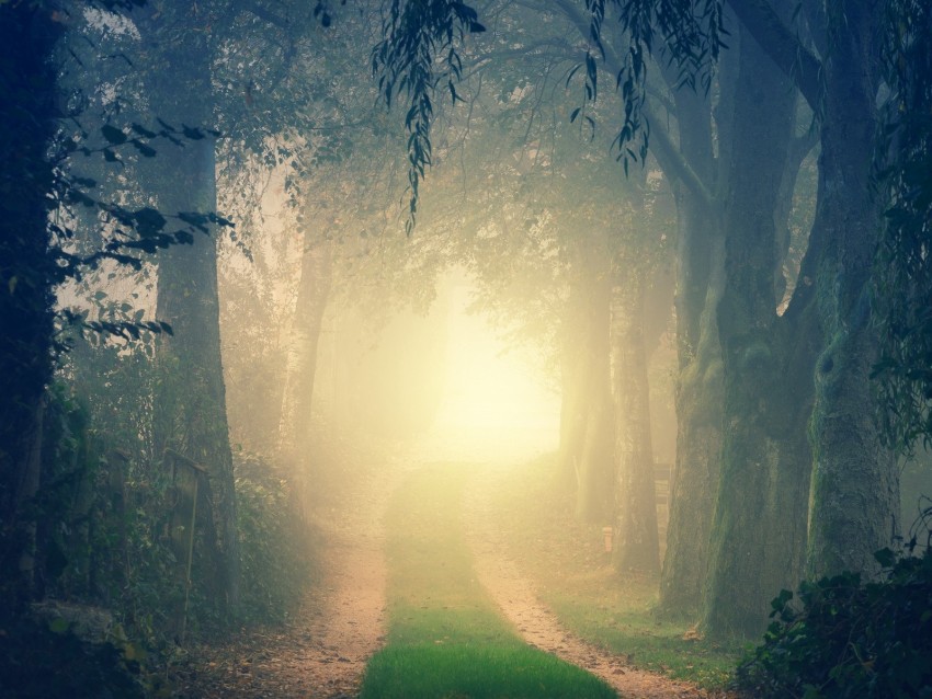 forest, road, fog, trees, light, turn