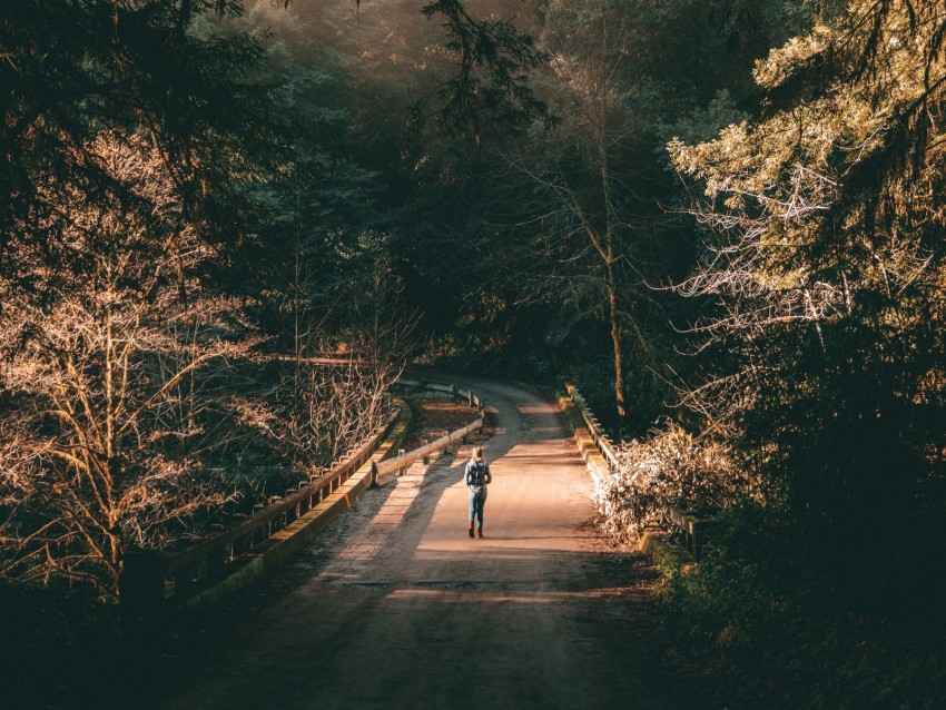 Forest Road Man Lonely Loneliness Trees Branches Background