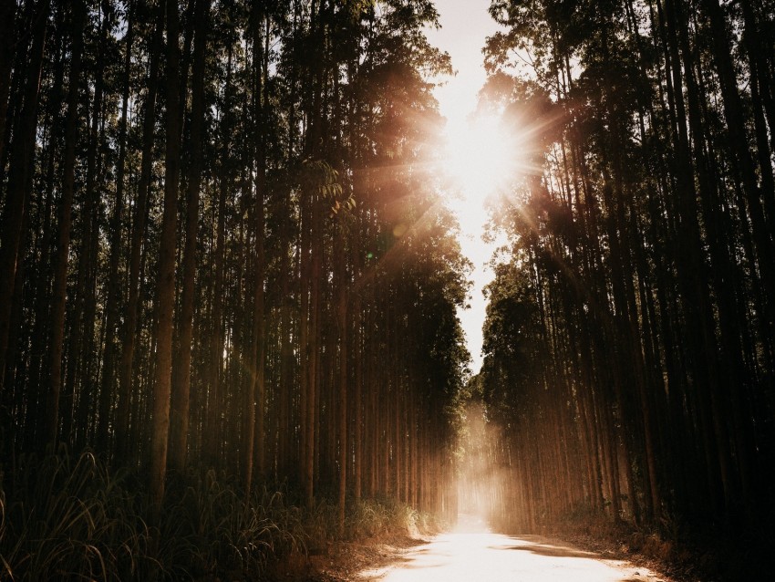 Forest Road Sunlight Trees Glare Rays Background