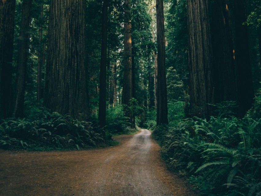 forest, road, trees, branches, green