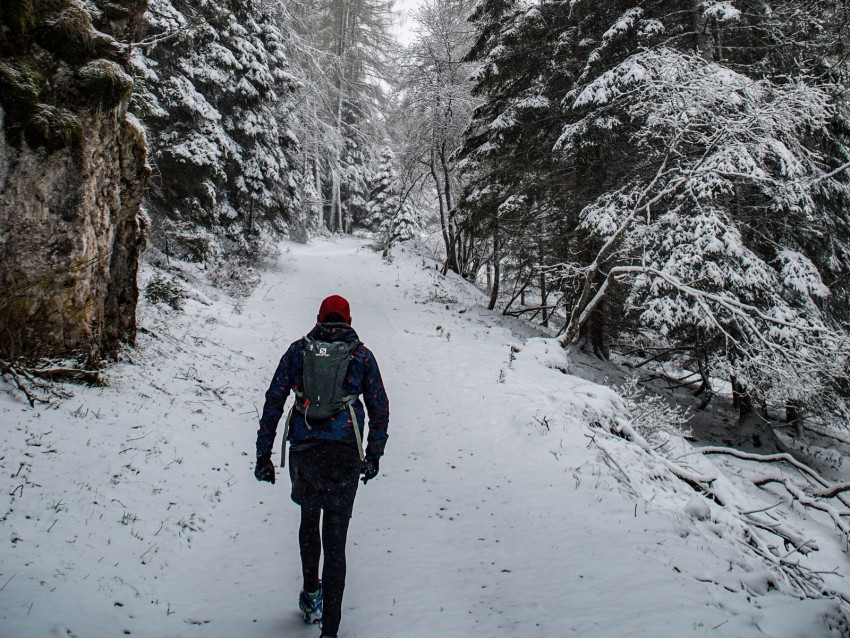 forest, snow, tourist, winter, trees