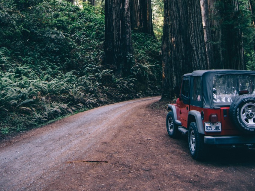 Forest Suv Trees Road Background