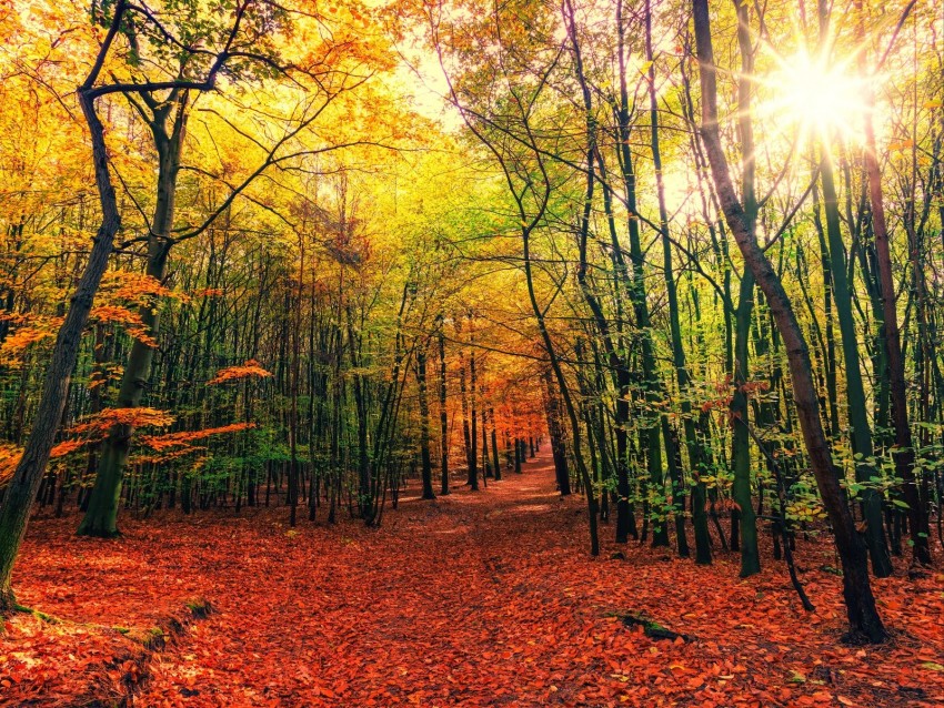 forest, trail, autumn, trees, leaves, fallen