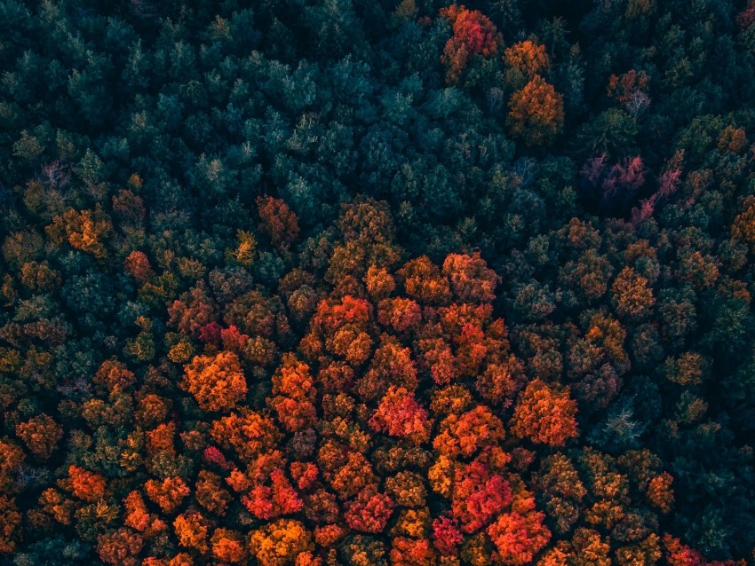 forest, trees, aerial view, autumn, autumn colors, bright