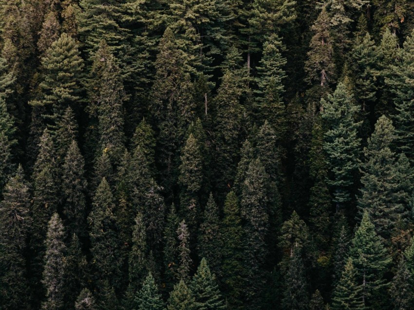 Forest Trees Aerial View Green Vegetation Background